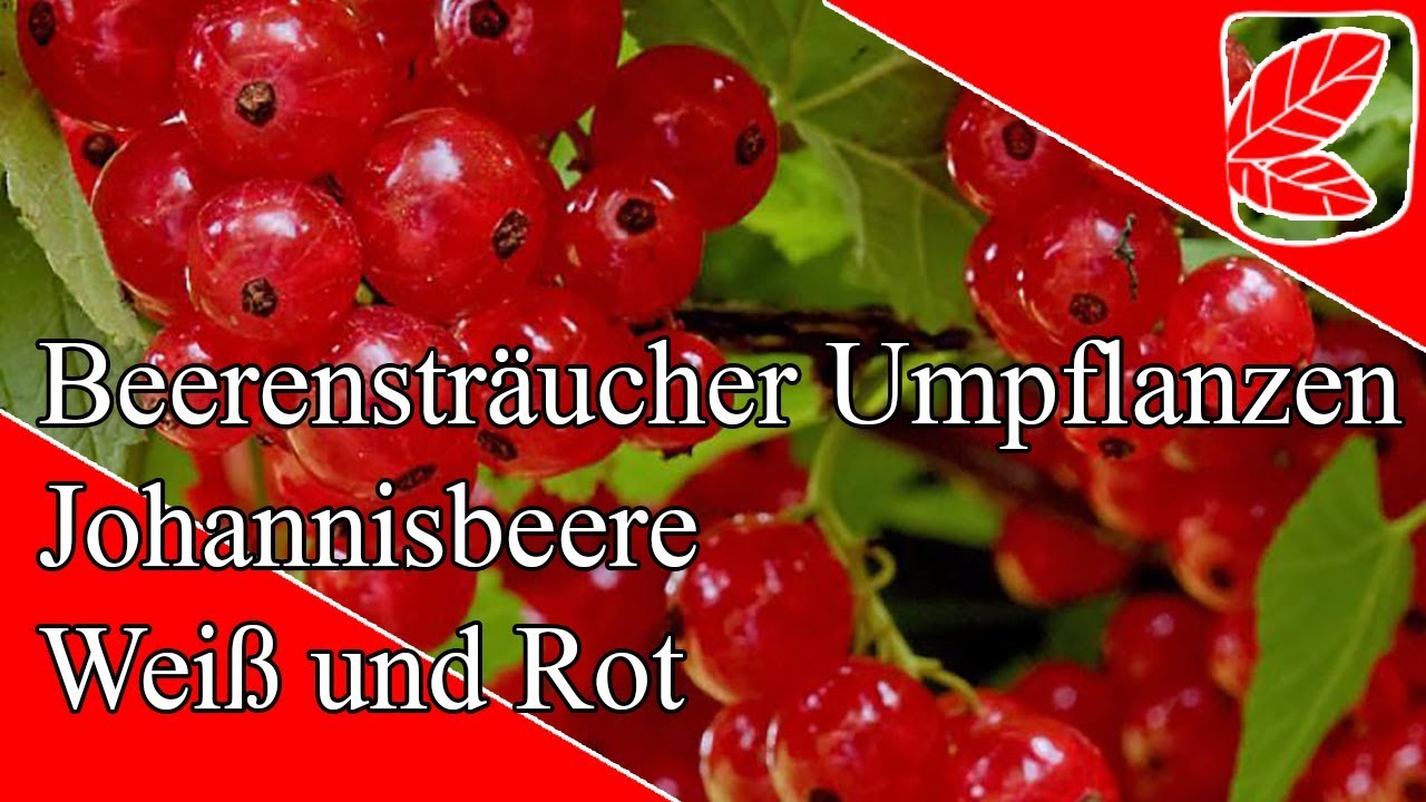 Kann ich Johannisbeeren umpflanzen?