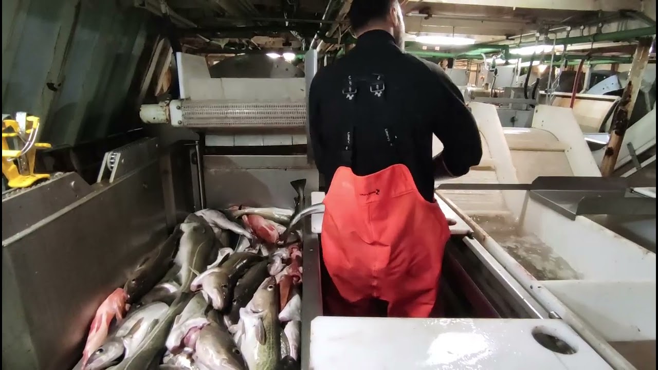 Dragnet (Snurvod) fish process procedure.