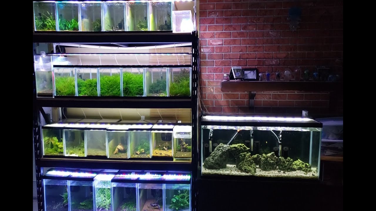 Another shrimp rack!
