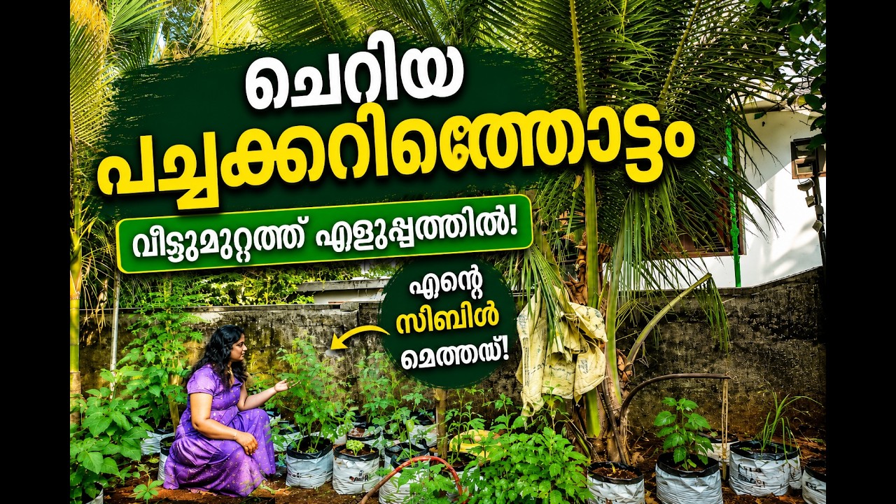 A small vegetable garden #vegetable #plants 
