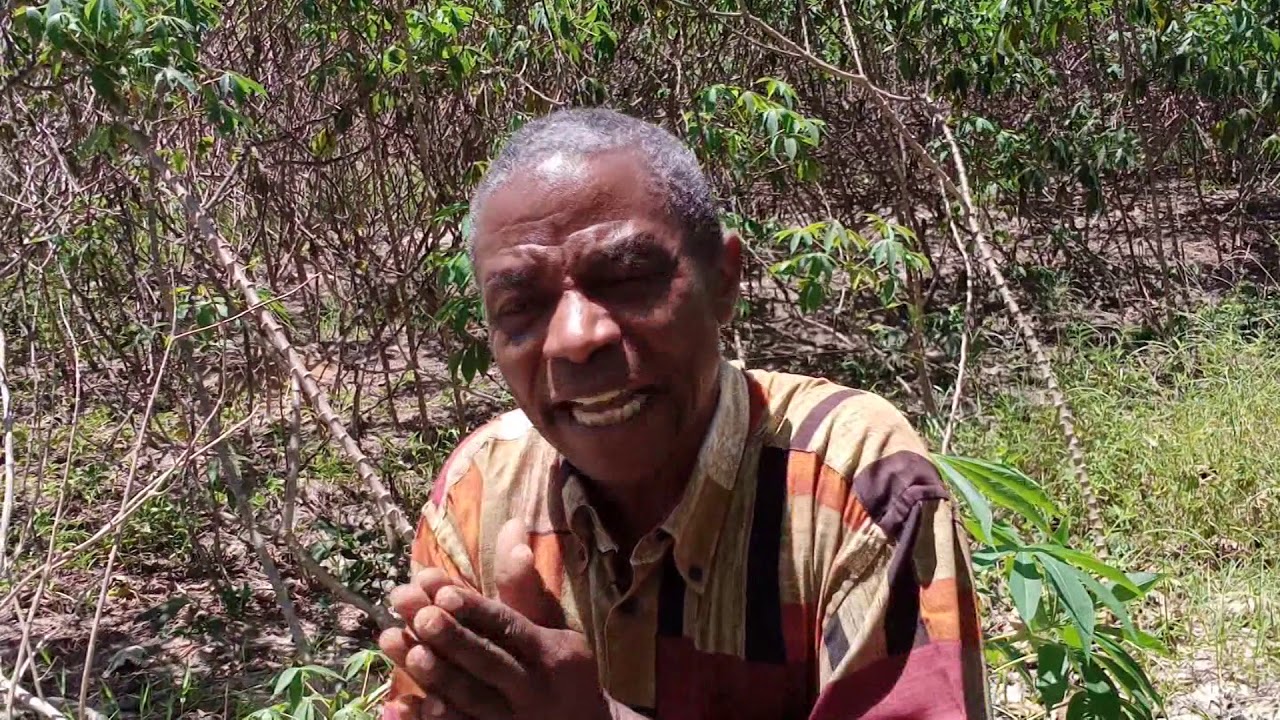 CASSAVA FARMING IN KILIFI COUNTY