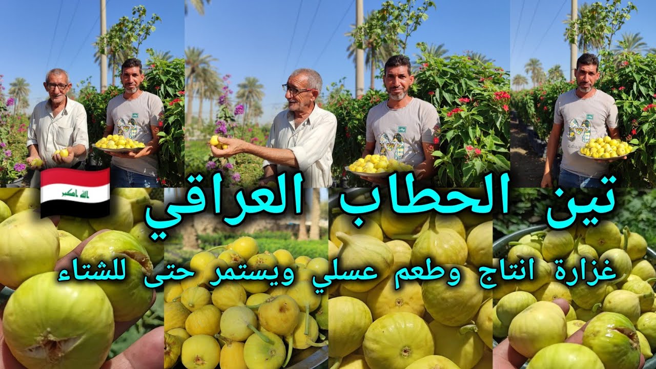 تين الحطاب تين عراقي 🇮🇶 يفوق أكثر اصناف التين بالعالم بغزارة انتاج وطعم عسلي حجم متوسط ويبقى للشتاء