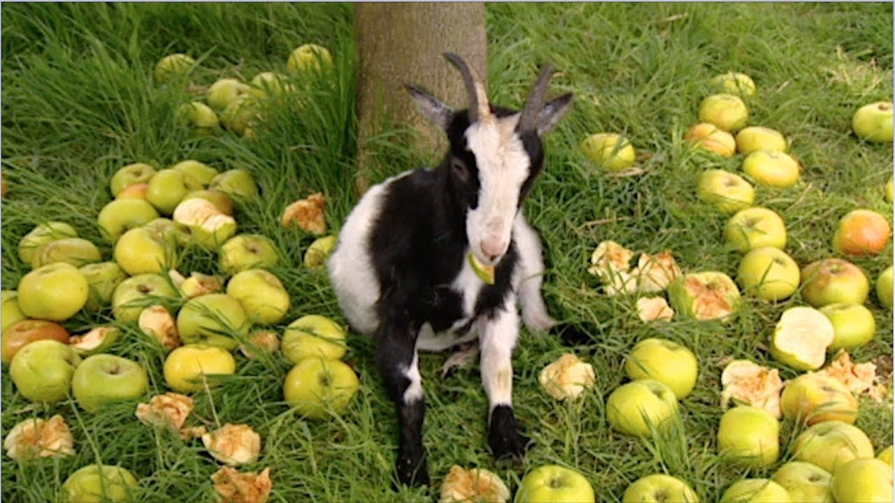 40 Winks – Big Barn Farm FULL EPISODE on ZeeKay Junior
