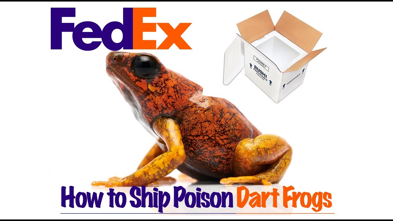 How to Ship Poison Dart Frogs!!