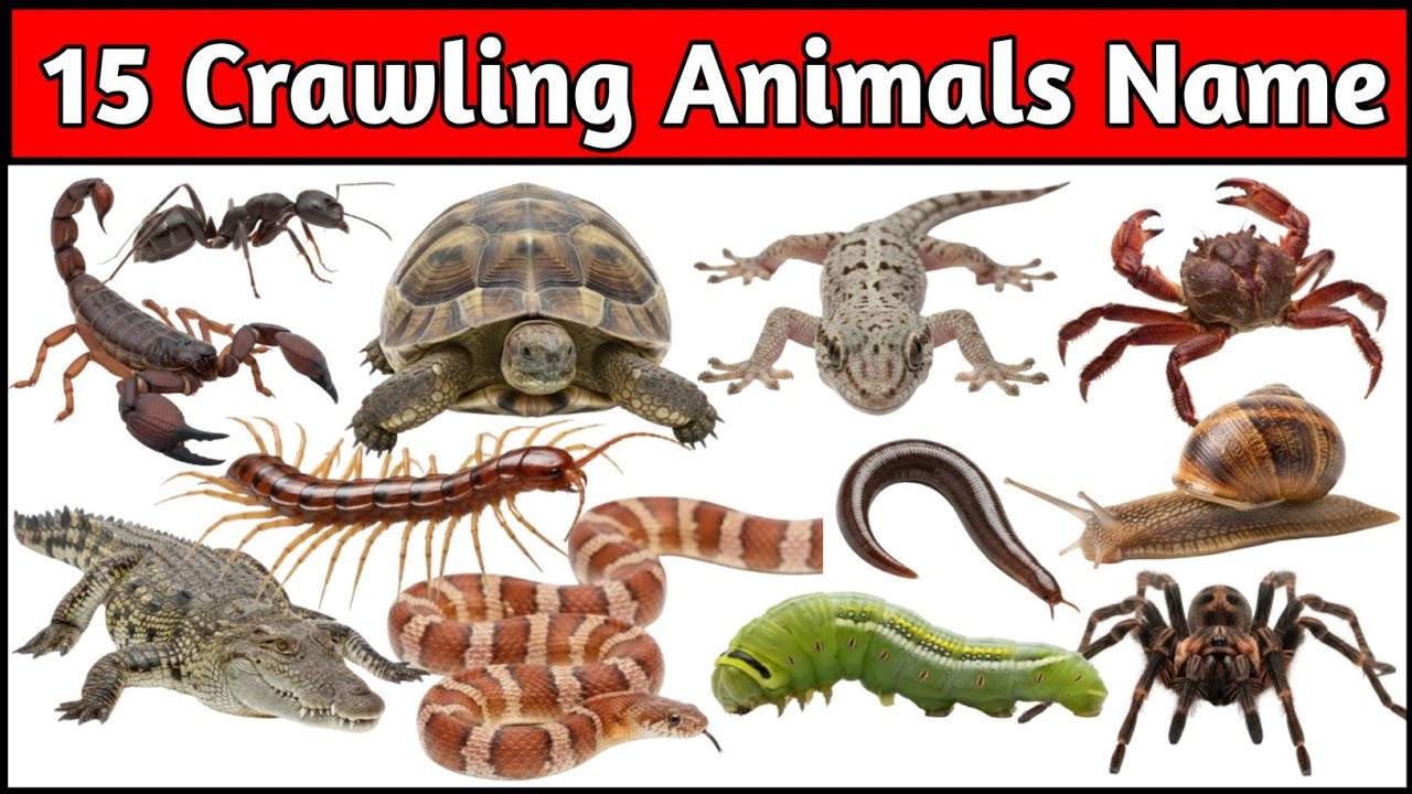 रेंगने वाले जानवरों के नाम | Learn 20 Crawling Animals Sea Animals Fruits | Preschool Learning Video