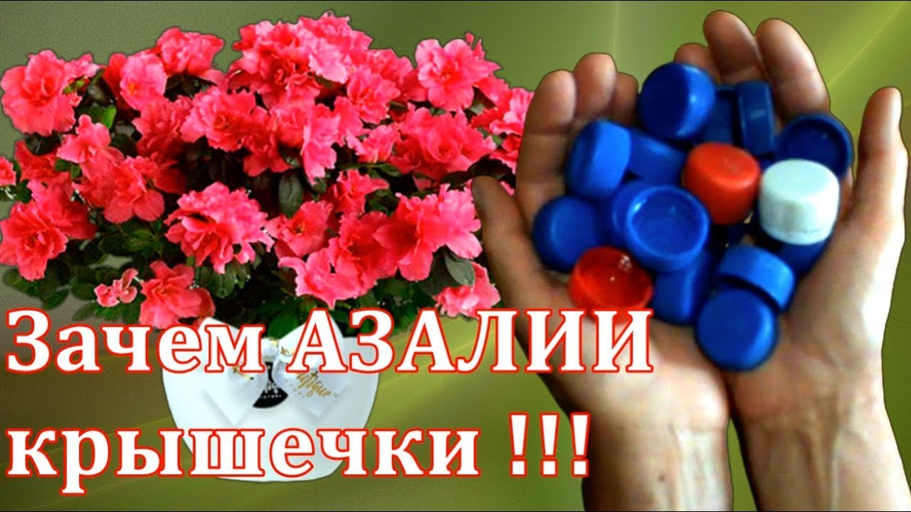 Как ухаживать за Азалией летом. Зачем Азалии крышечки от бутылок