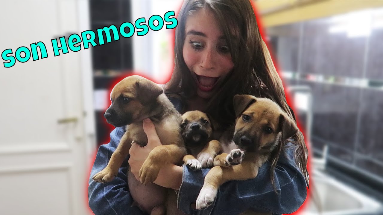 TENGO LA CASA LLENA DE CACHORROS | Melina Vallejos