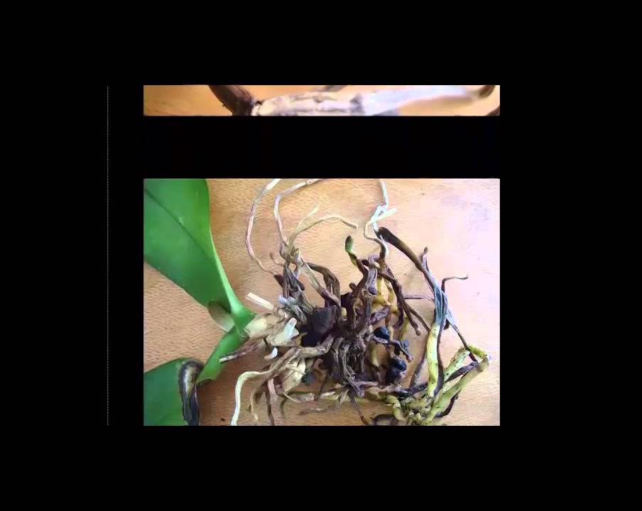Phalaenopsis Orchid Care - Healthy Roots vs Root Rot - By rePotme