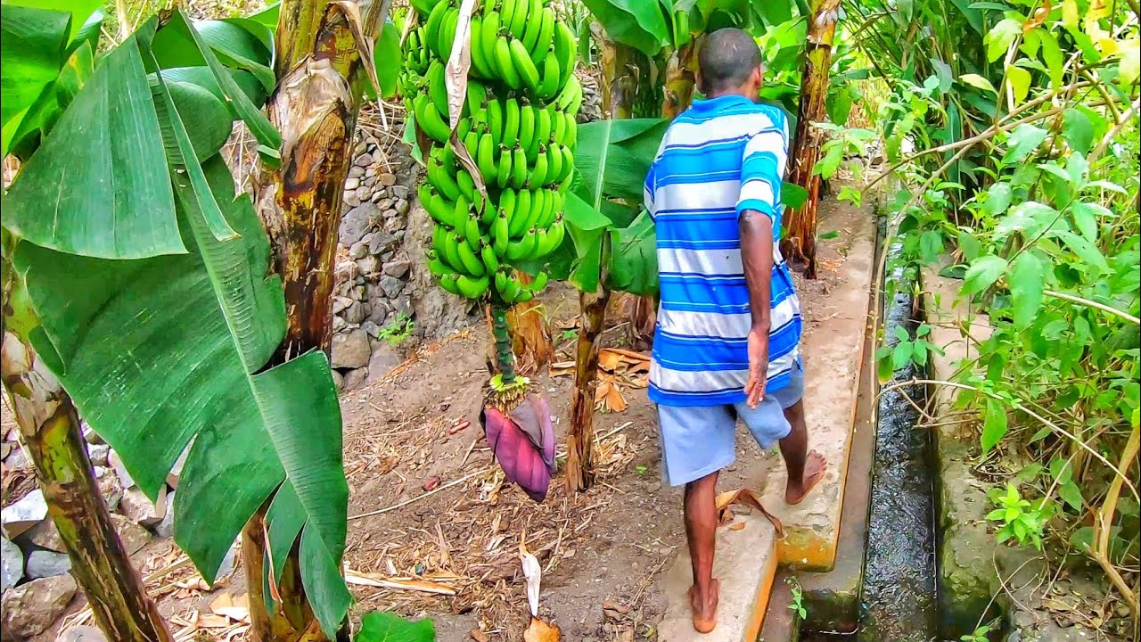 Segui este homem até ao Paraíso |Vale do Paúl| Santo Antão 🇨🇻