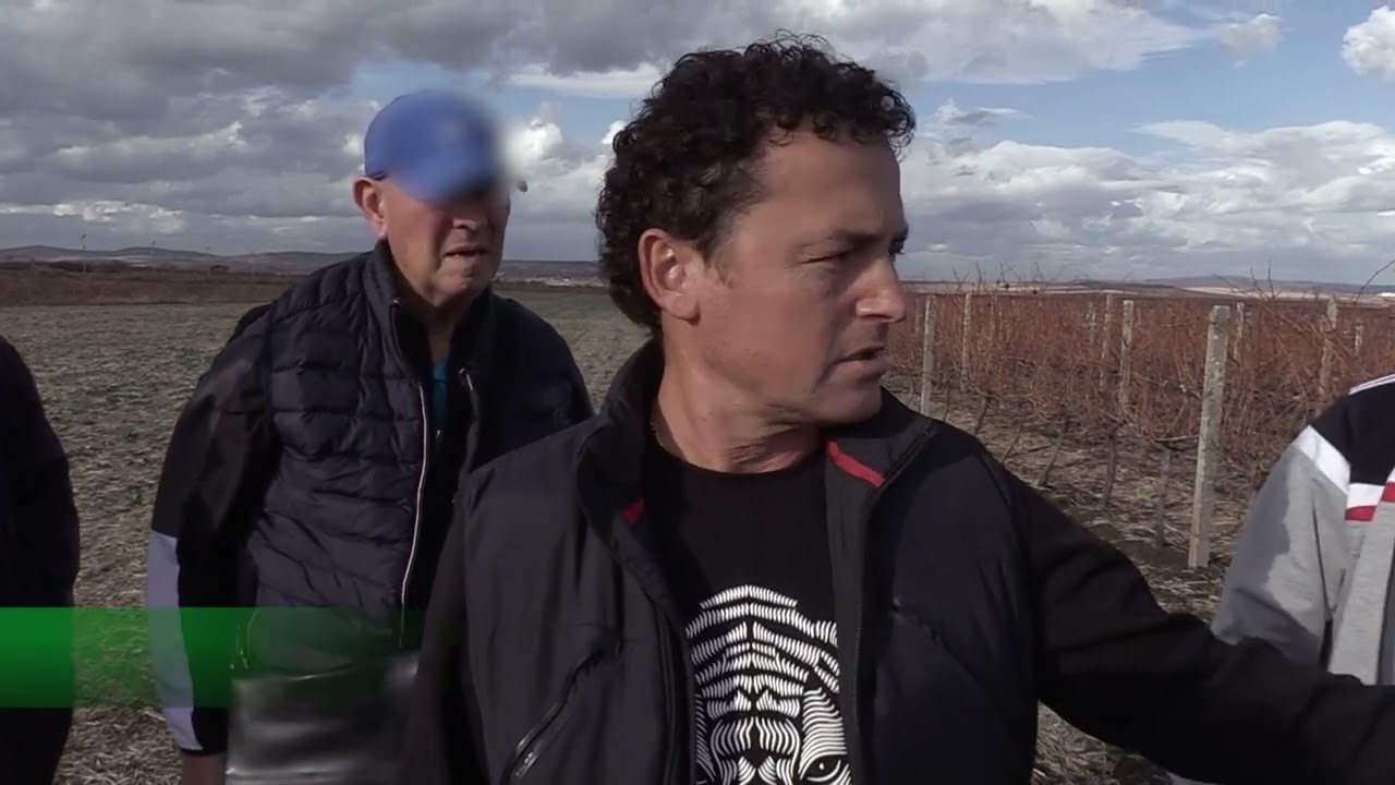 Новина плюс: До къде стигна възстановяването на лозята в Поморие, автор: Елена Танева