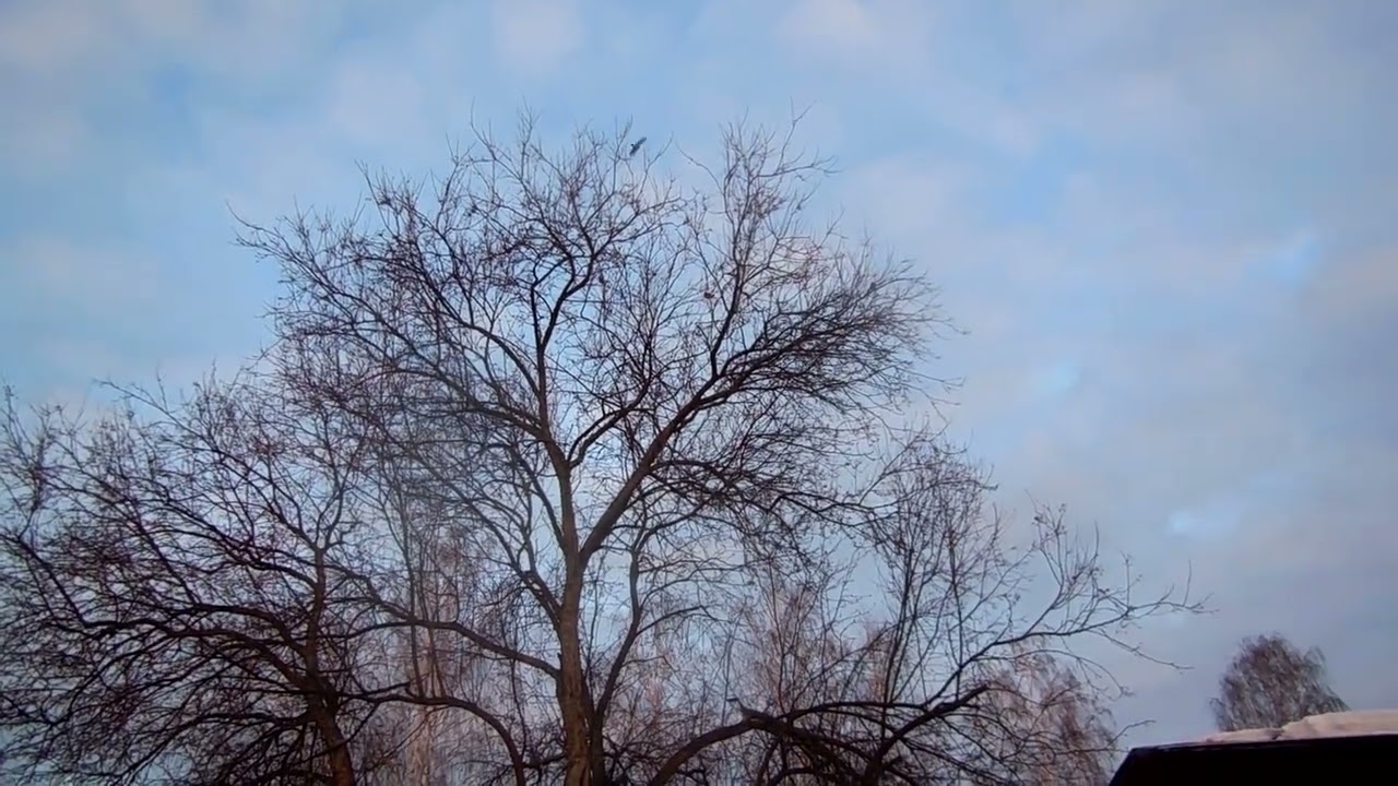 Ловля Чечёток. (  Западёнка. )