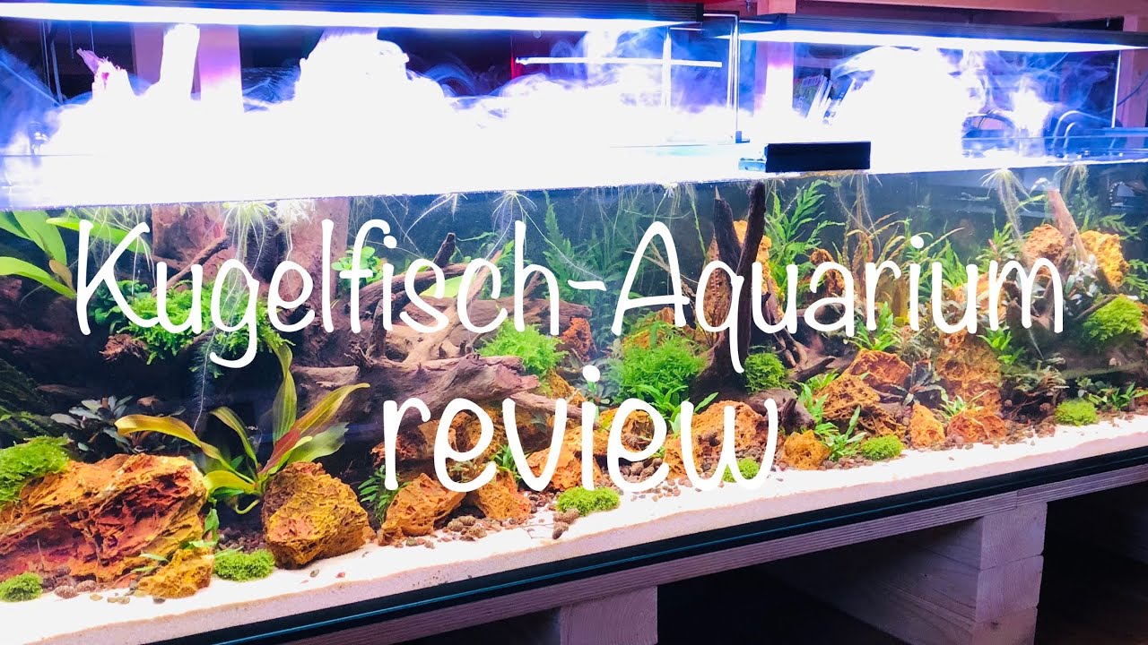🐡 Kugelfisch Aquarium Review