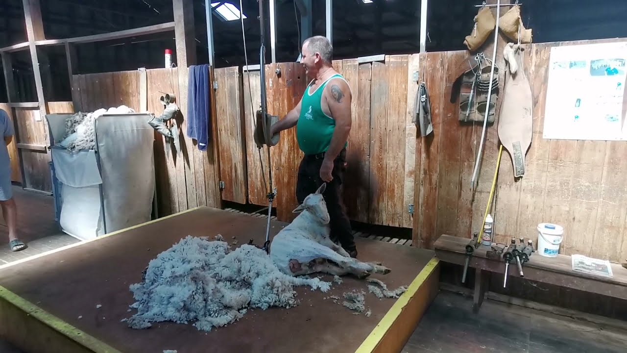 Australia Attractions | Sheep Shearing Outback
