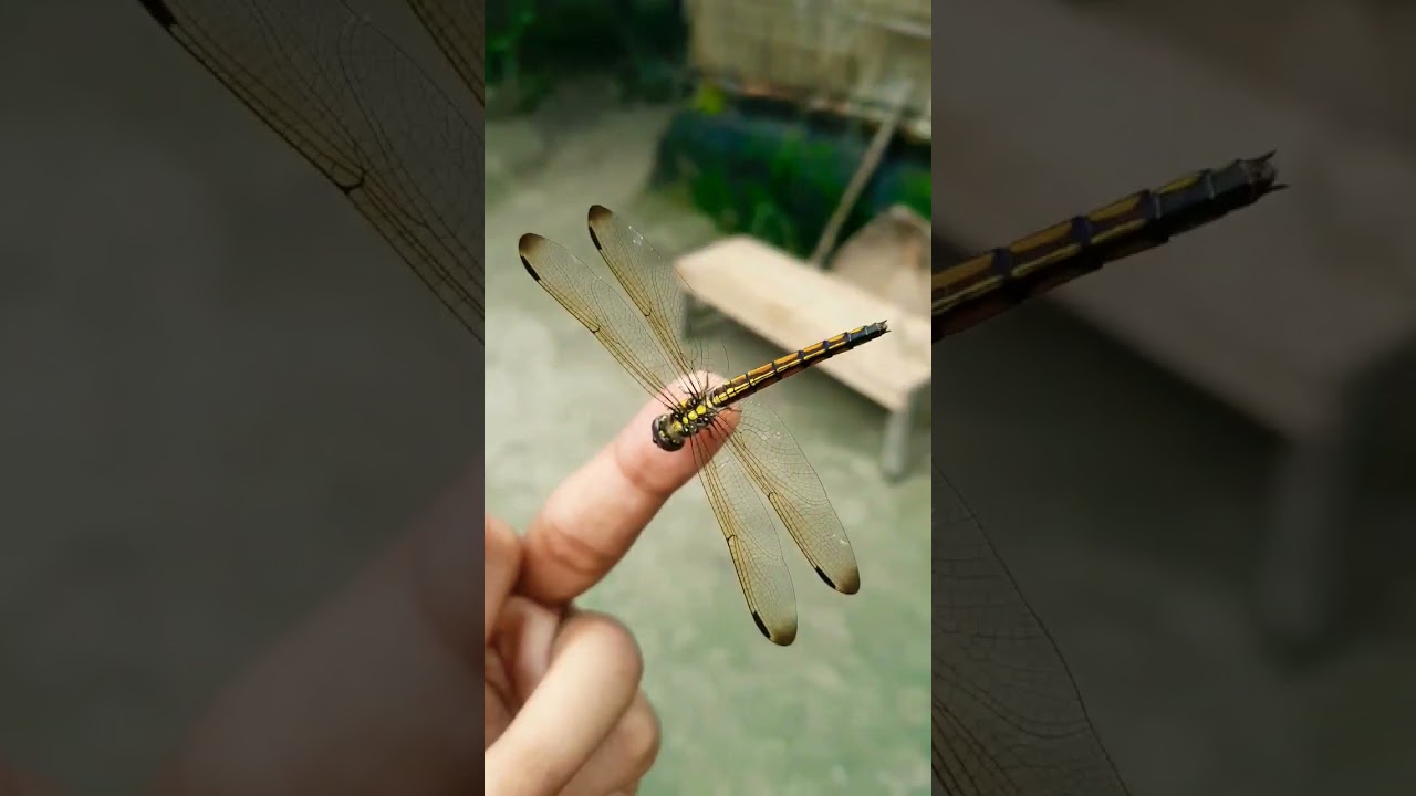 Butterfly VS Dragonfly
