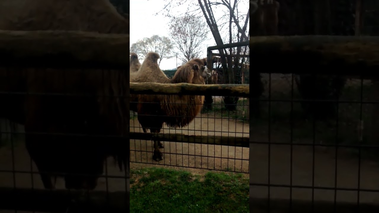Cammello #Cammello #camel