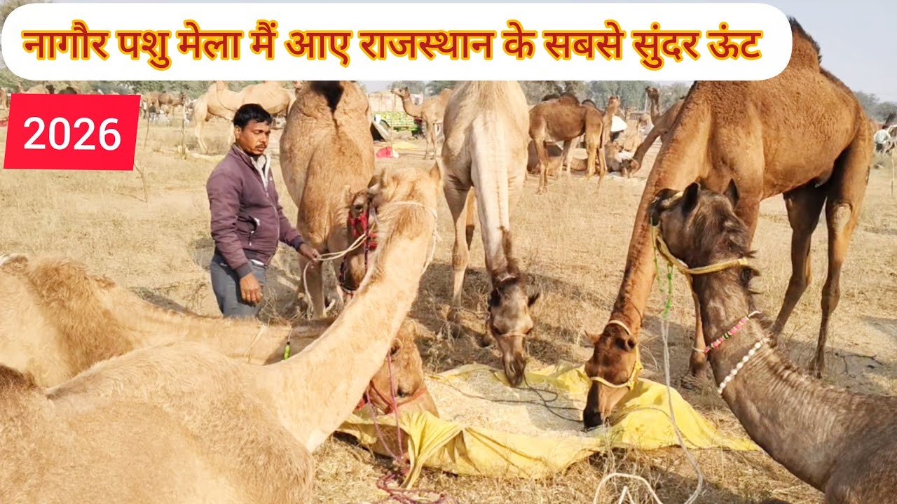 राजस्थान के सबसे सुंदर ऊंट Nagaur pashu mela 2026  नागौर पशु मेला 2026 Nagaur mela 2026 