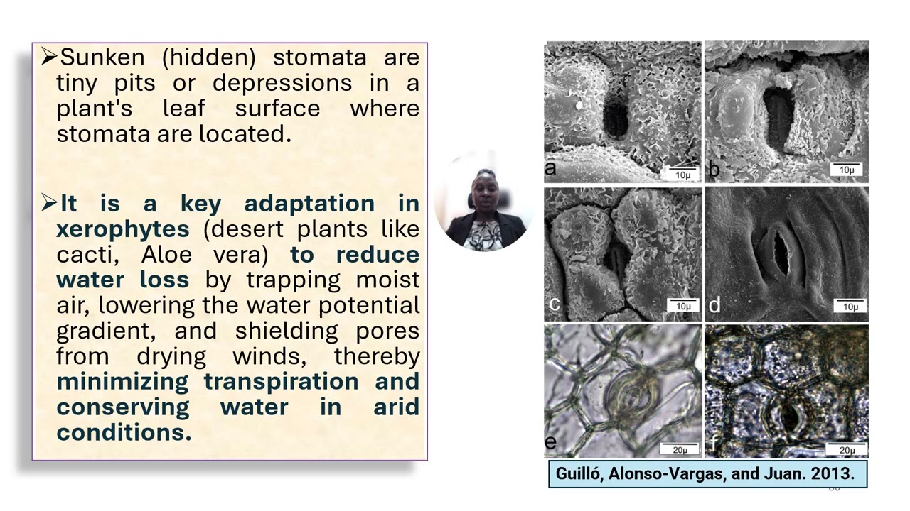 Plant tissues of diagnostic importance   PART IV