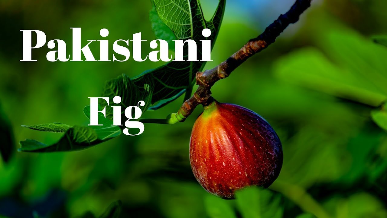 What are the different types of figs in Pakistan and what are their benefits and uses Urdu / Hindi