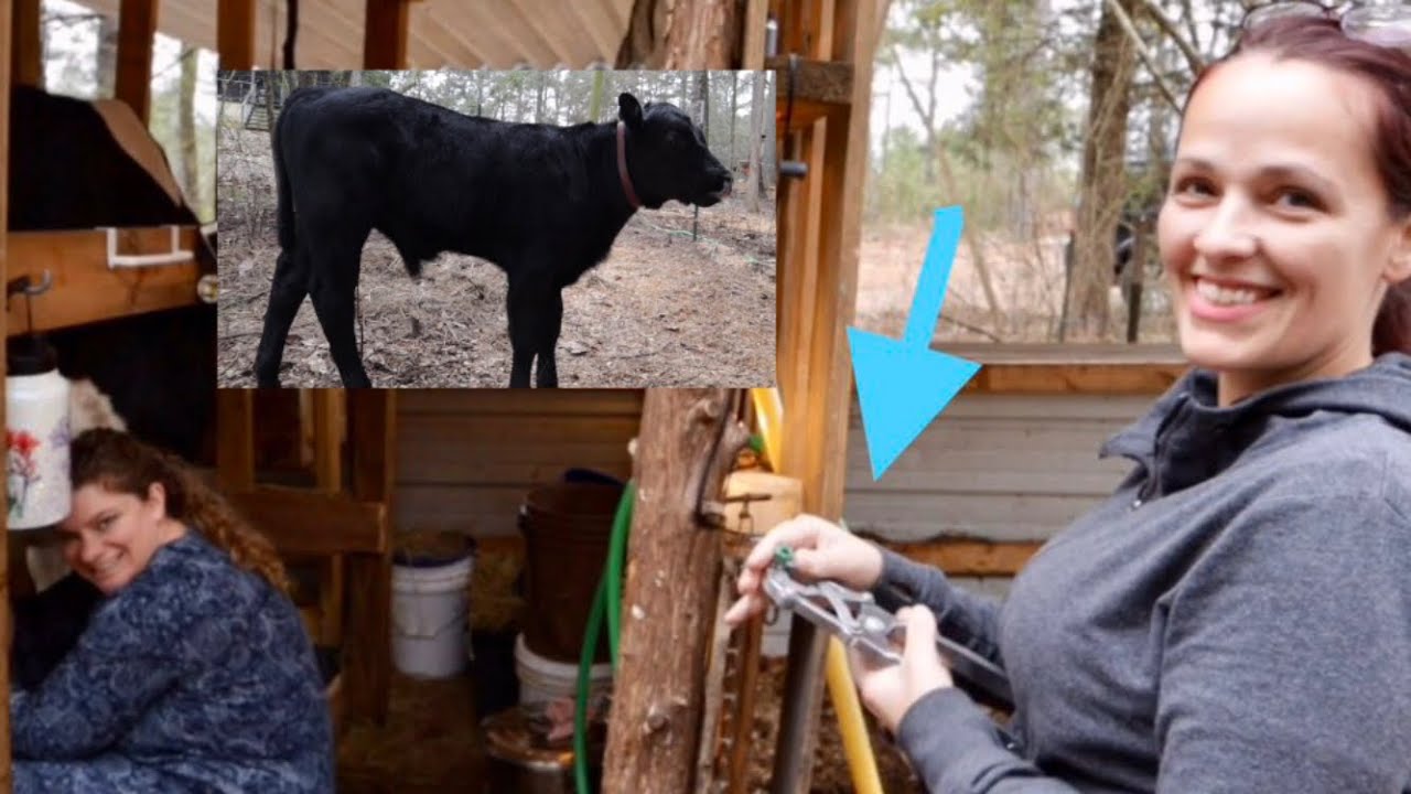 Banding Our Calf & We Got New Goats! How to castrate a bull calf