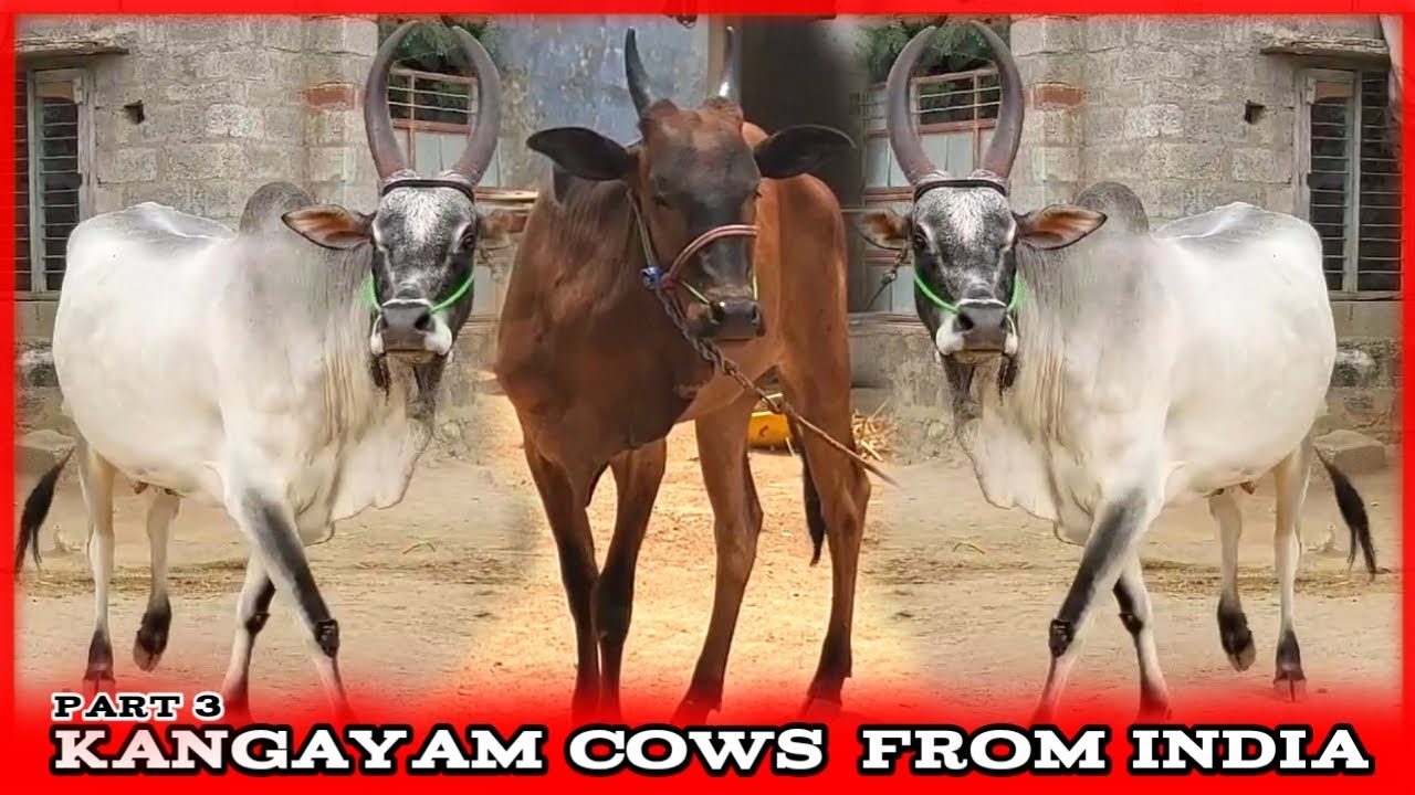 Heavy Size Kangayam Bulls | Tamil Nadu | From India - Animals Studio - AS