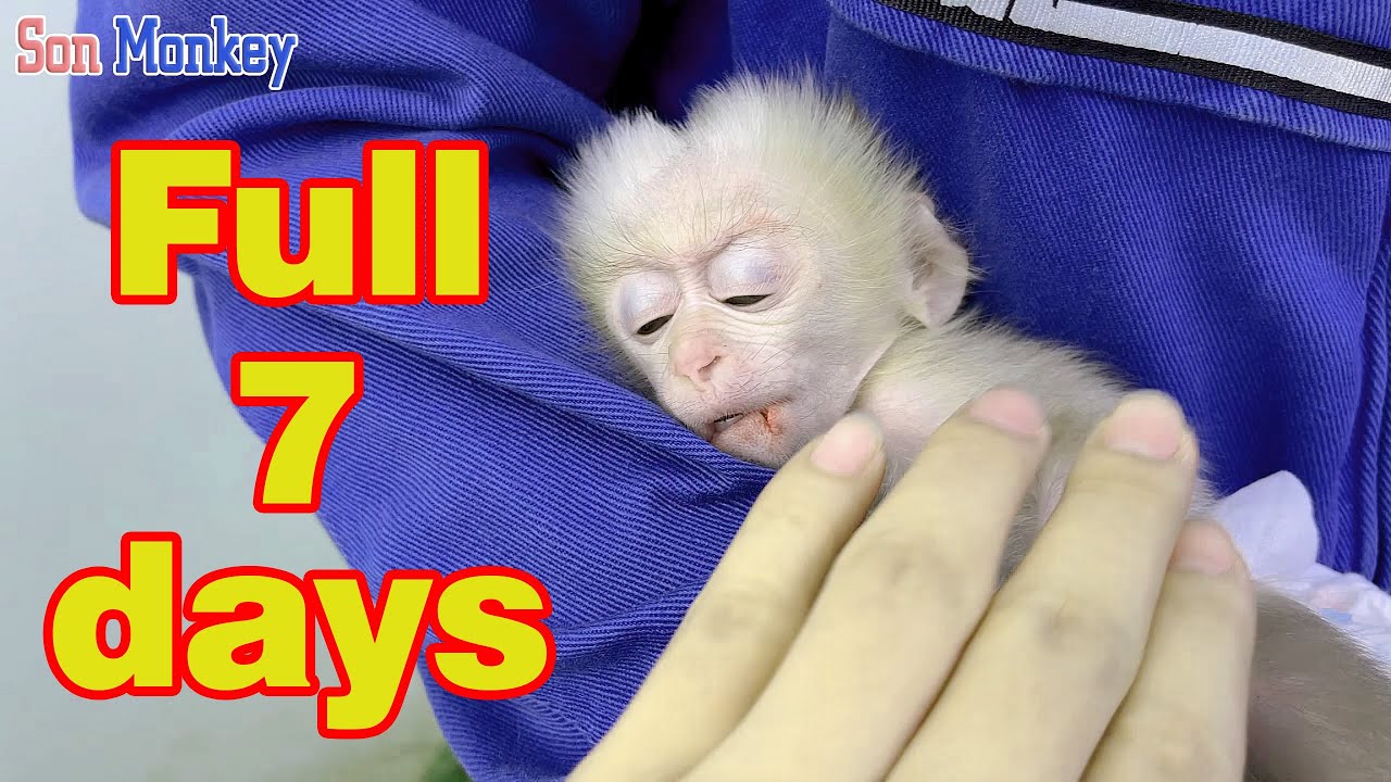 FULL 7 DAY. Collection of happy and sad moments of lovely baby monkey in 7 days - Son Monkey