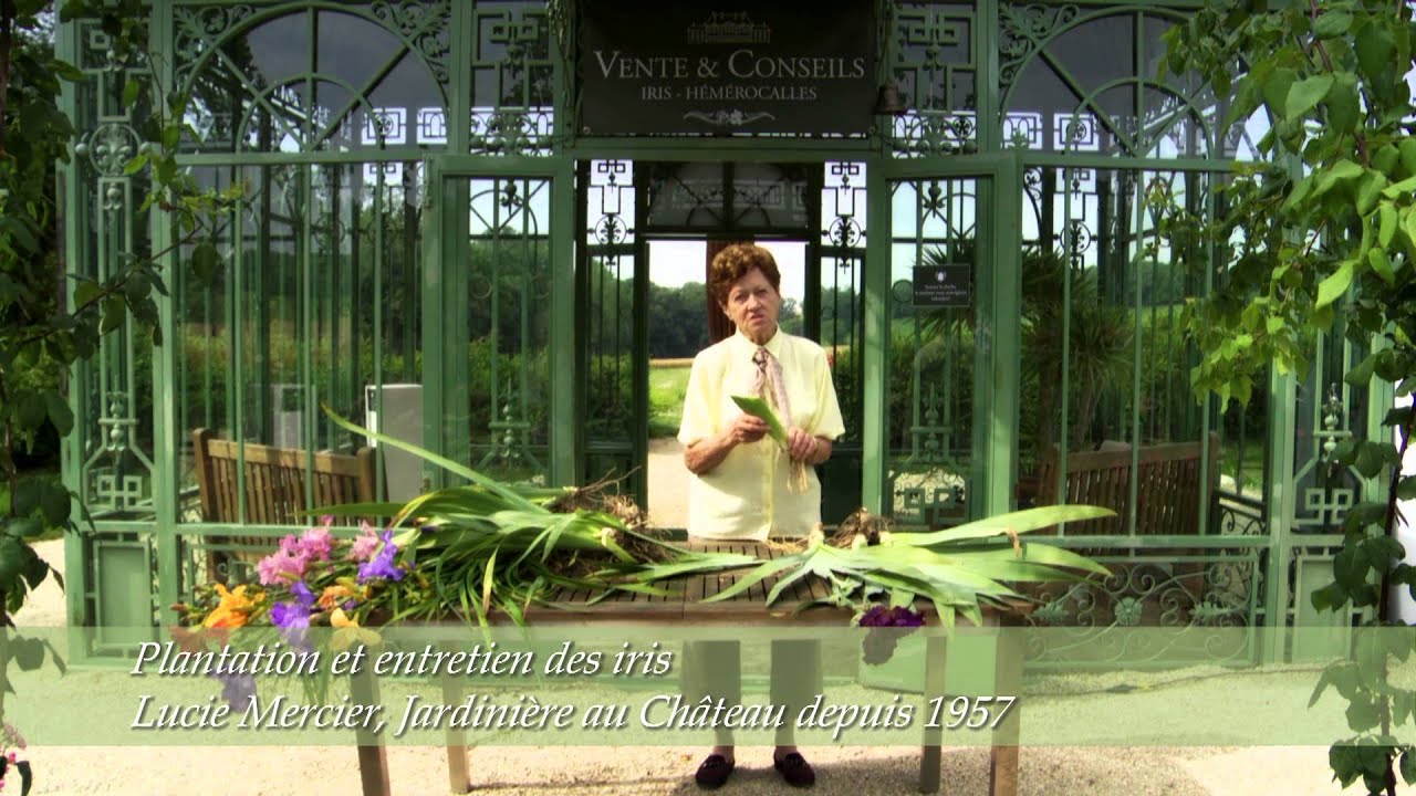 Conseils de plantation pour les Iris