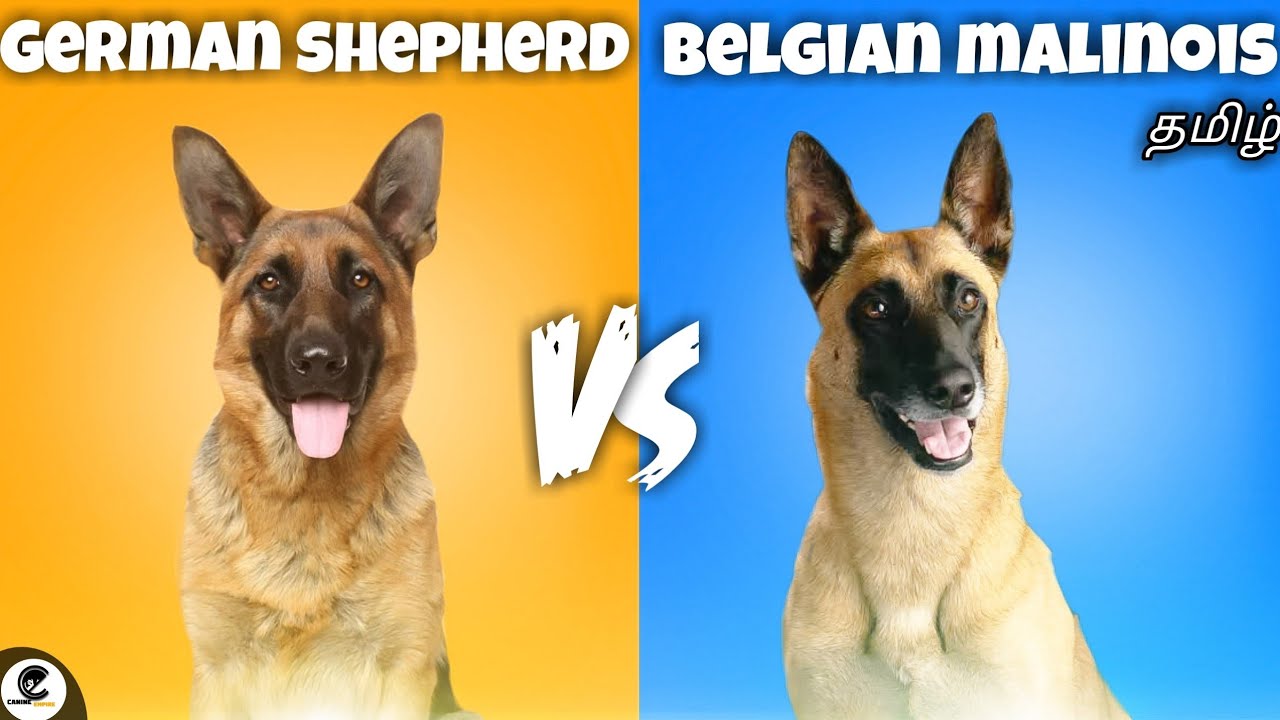German shepherd VS Belgian malinois | energetic | intelligent | guarding | funny😂