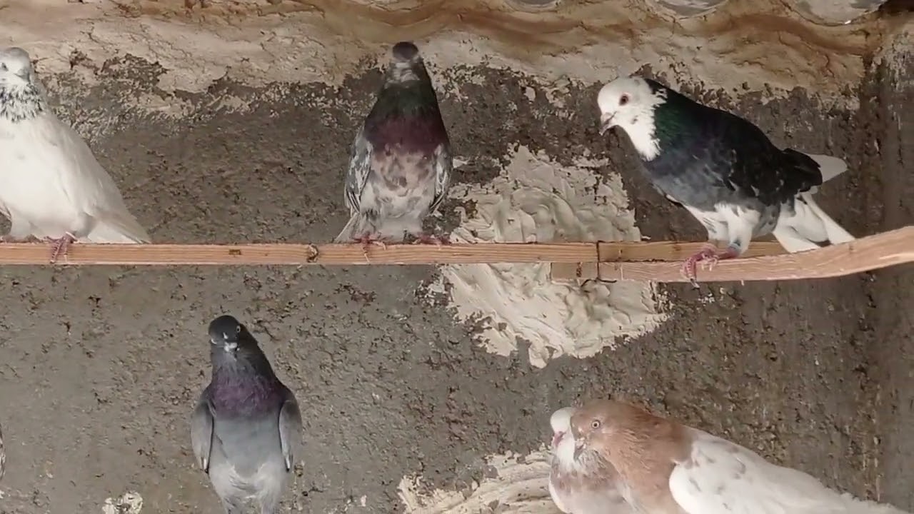 عشق بازی تقدیم نگاه تون❤️🙏