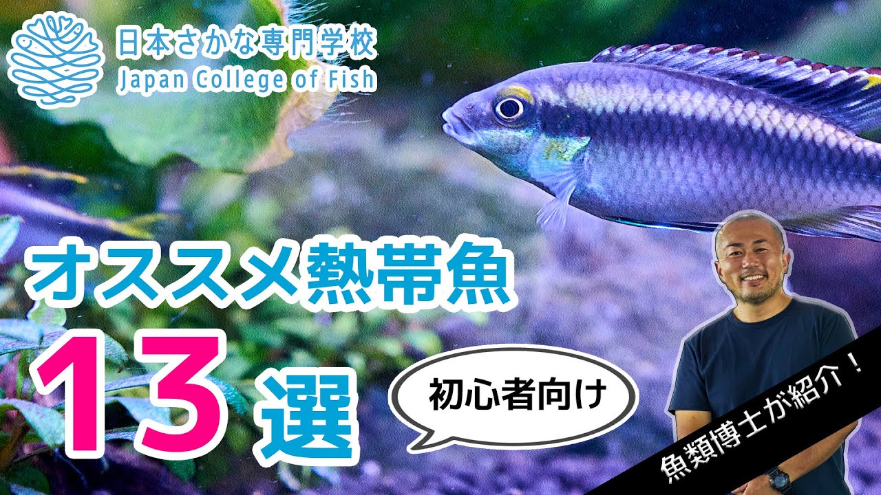 【熱帯魚】魚類博士が解説！初心者にオススメな熱帯魚13選