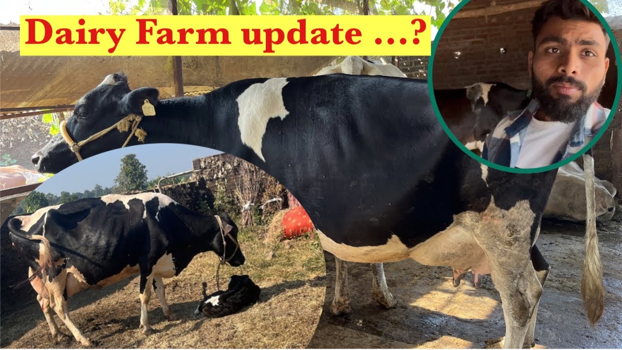  1 साल बाद डेरी फ़ार्म का  update || Dairy farm update after 1 year || hf cow