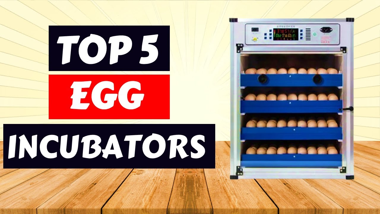 Top 5 Best Egg Incubators of 2025 | Hatch More Successfully &ndash; Reviews Inside!