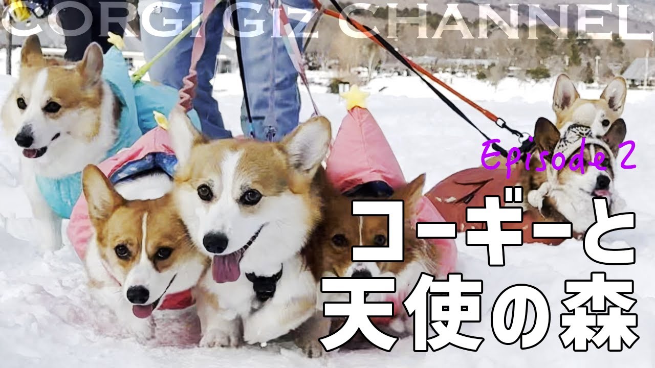 【Episode 2】絶対に負けられないたたかい｜23頭のコーギーと天使の森