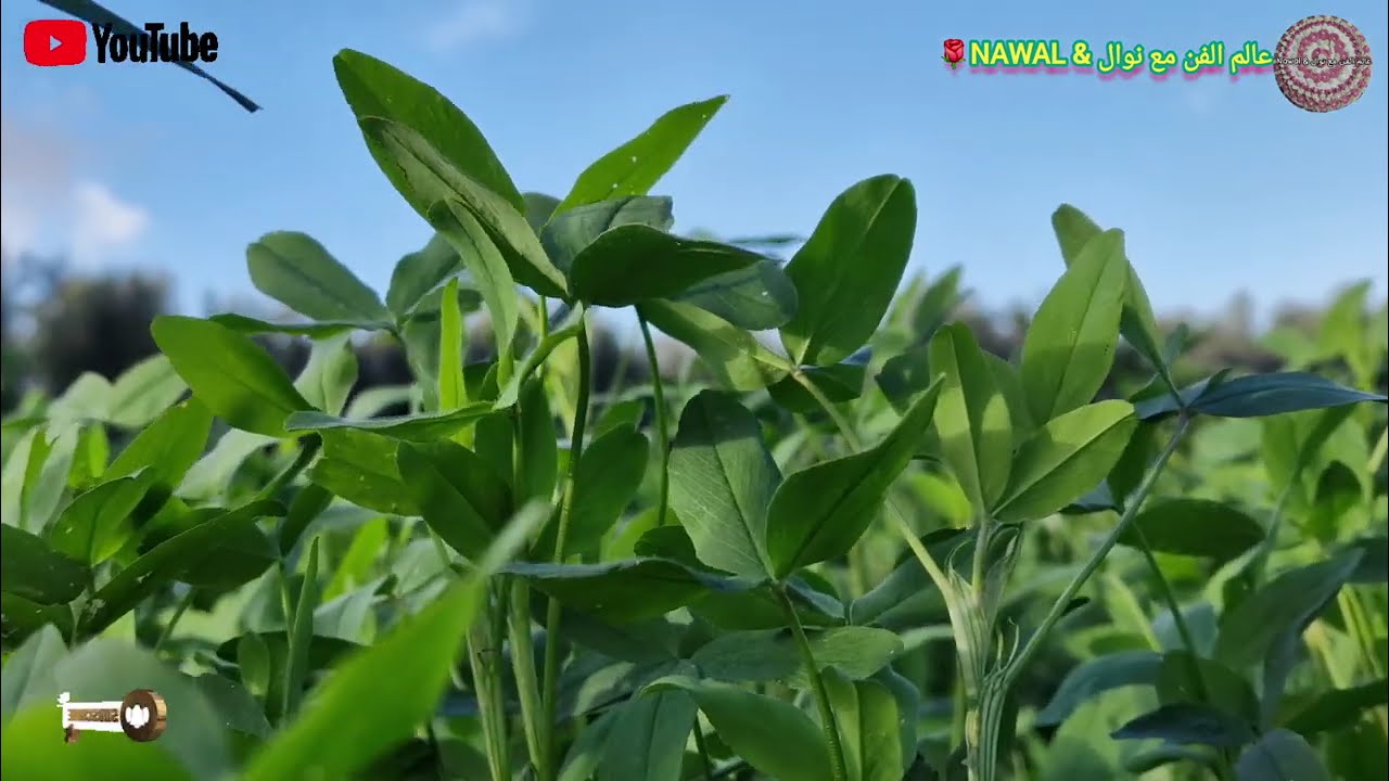 الفنان محمد بن ابراهيم_أغنية جبلية (خليوني نمشي فحالي)🎶 مع أجمل المناظر الطبيعية_إقليم تاوريرت 🇲🇦