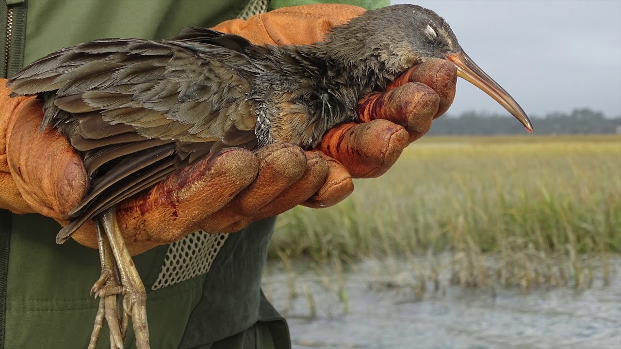 Hunting CLAPPER RAILS; A disappearing sporting tradition