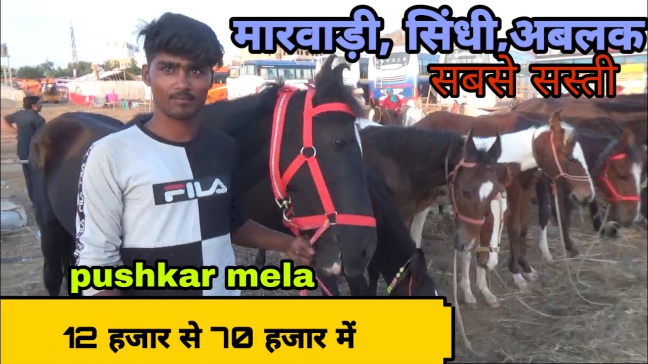 Up का ये व्यापारी लेकर आया वाजिब प्राईस में, मारवाड़ी ओर सिंधी नस्ल के बच्चे!!pushkar mela 2019
