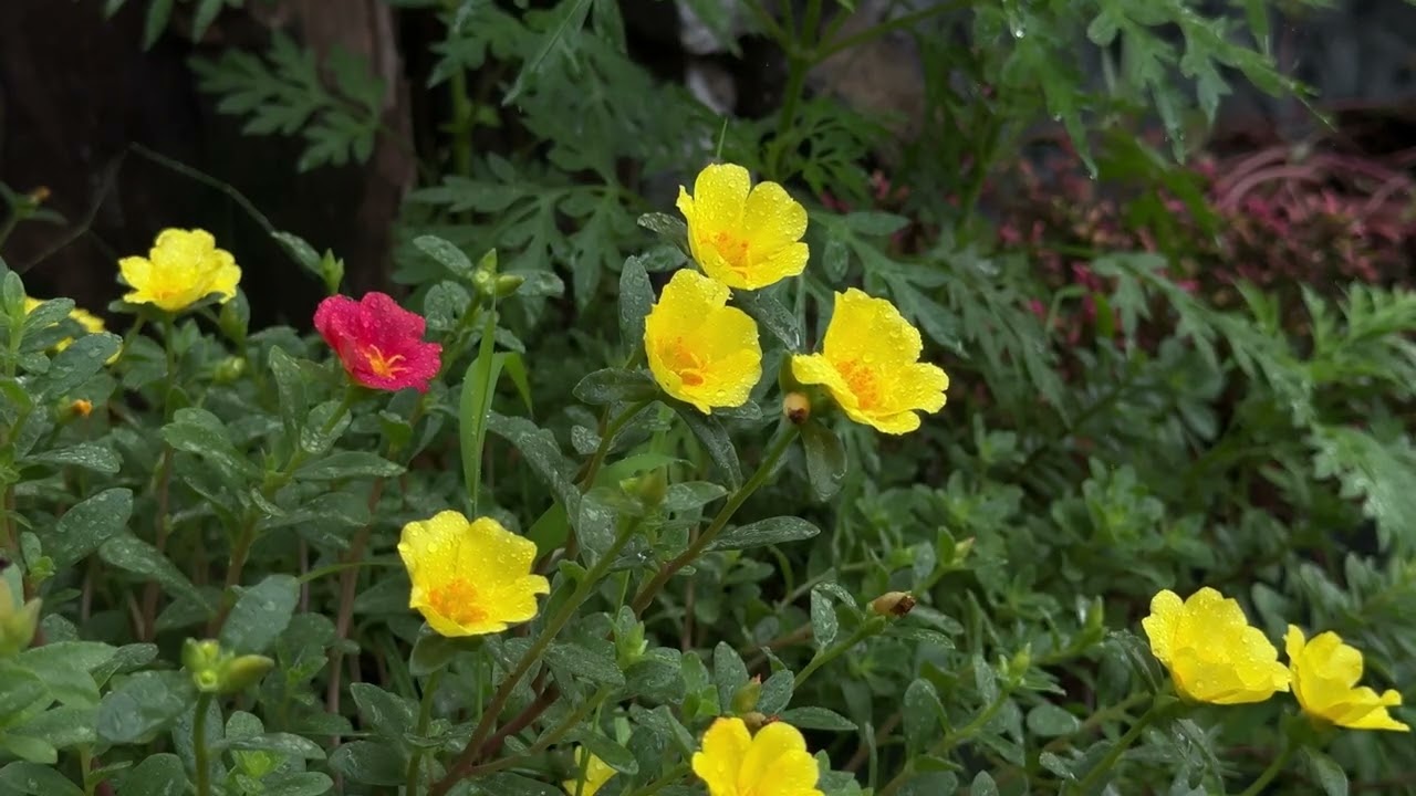Nature’s Therapy: 30 Minutes of Vibrant Yellow and pink Bloom #NatureSoul 