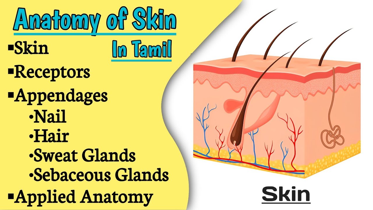 skin anatomy explained in tamil || Anatomy || MT Easy learning