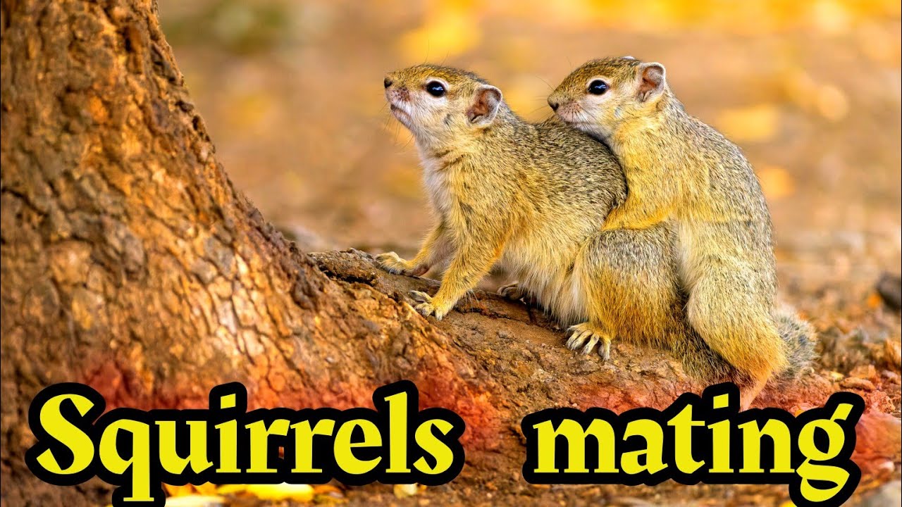 #animals | Squirrel mating 😂😂😂