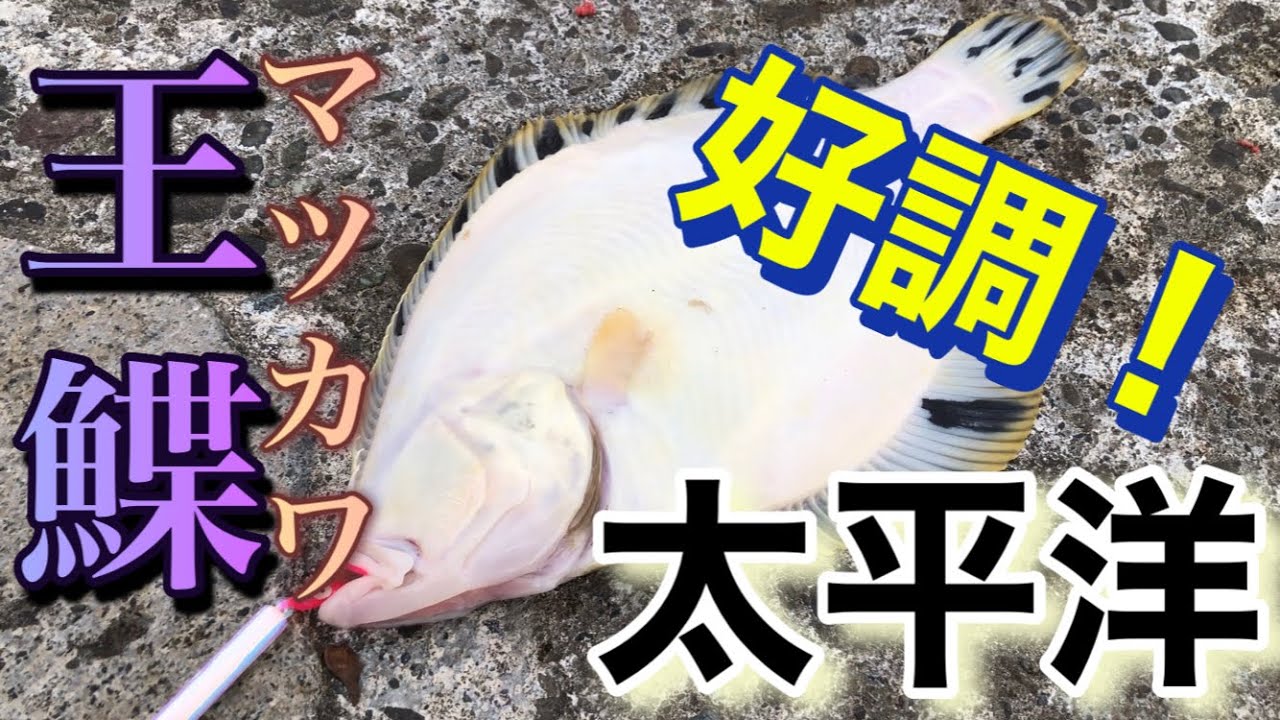 マツカワ好調！太平洋のカジカ・マツカワ！