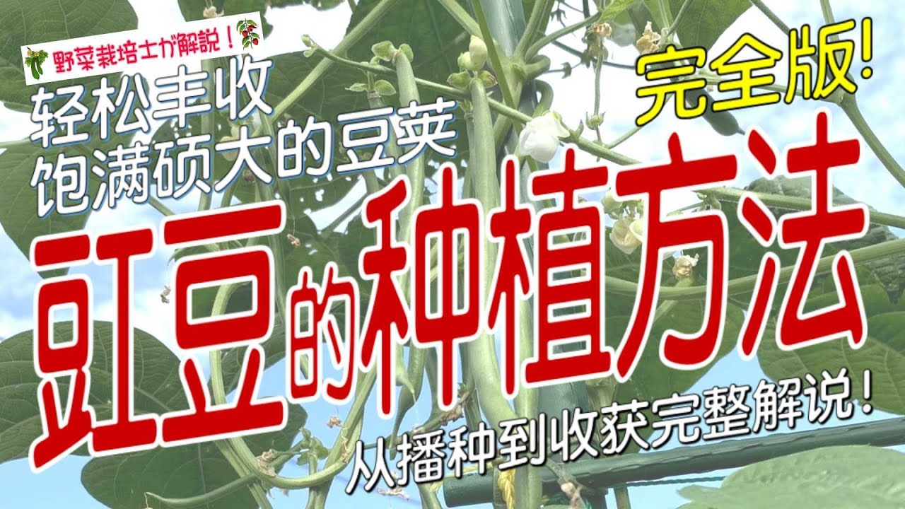 《豇豆的种植方法》【家庭菜园必看】豇豆种植完整指南：从播种到丰收，轻松收获饱满长荚，新手也能结满豆角！