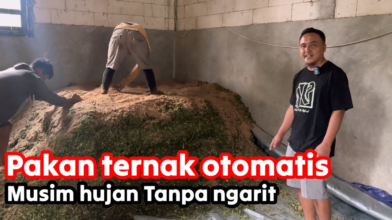 Pembuatan pakan ternak sapi Silase kp siapkan musim hujan ‼️🔥