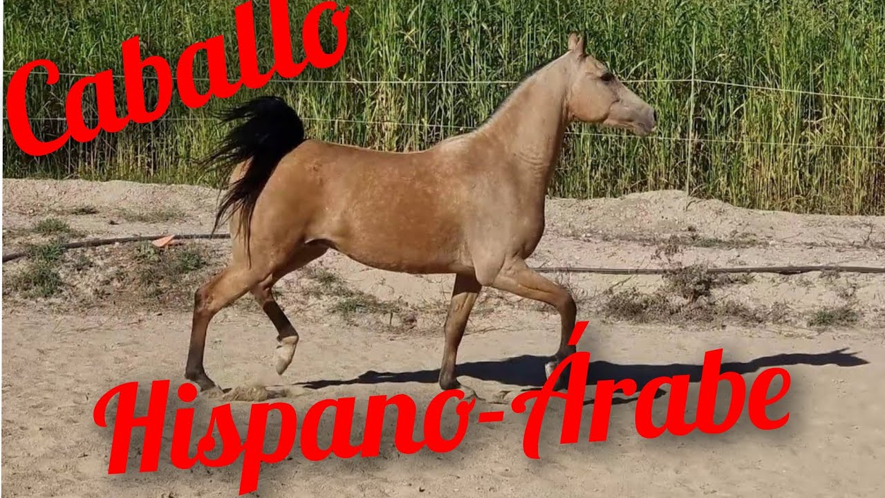 Raza Hispano-Árabe, plática con Pedro Tudela