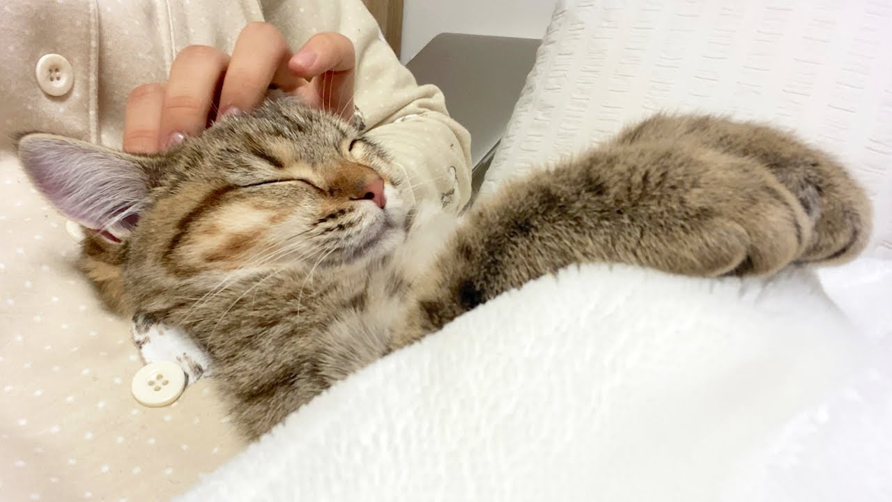妹と一緒の布団で気持ちよさそうに眠る子猫！