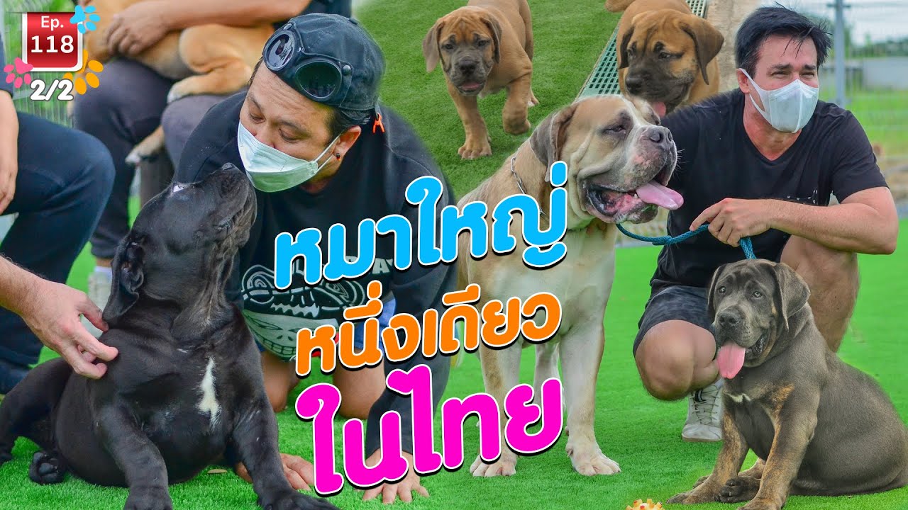 ASIA BIG DOG หนึ่งเดียวในเมืองไทย - เพื่อนรักสัตว์เอ้ย EP.118 [2/2]