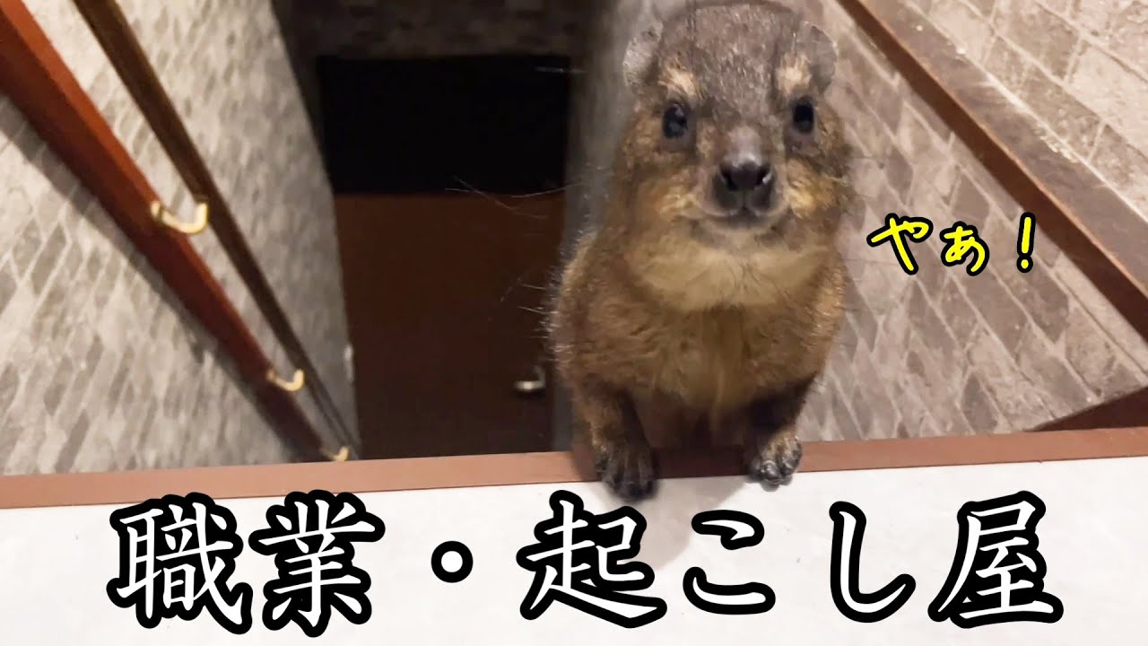 史上最強の起こし屋がママを起こしに行ったらやっぱり最強だった