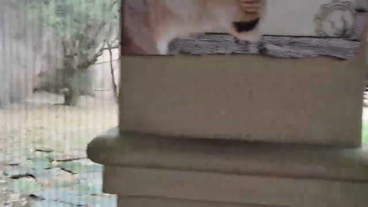  Lions
