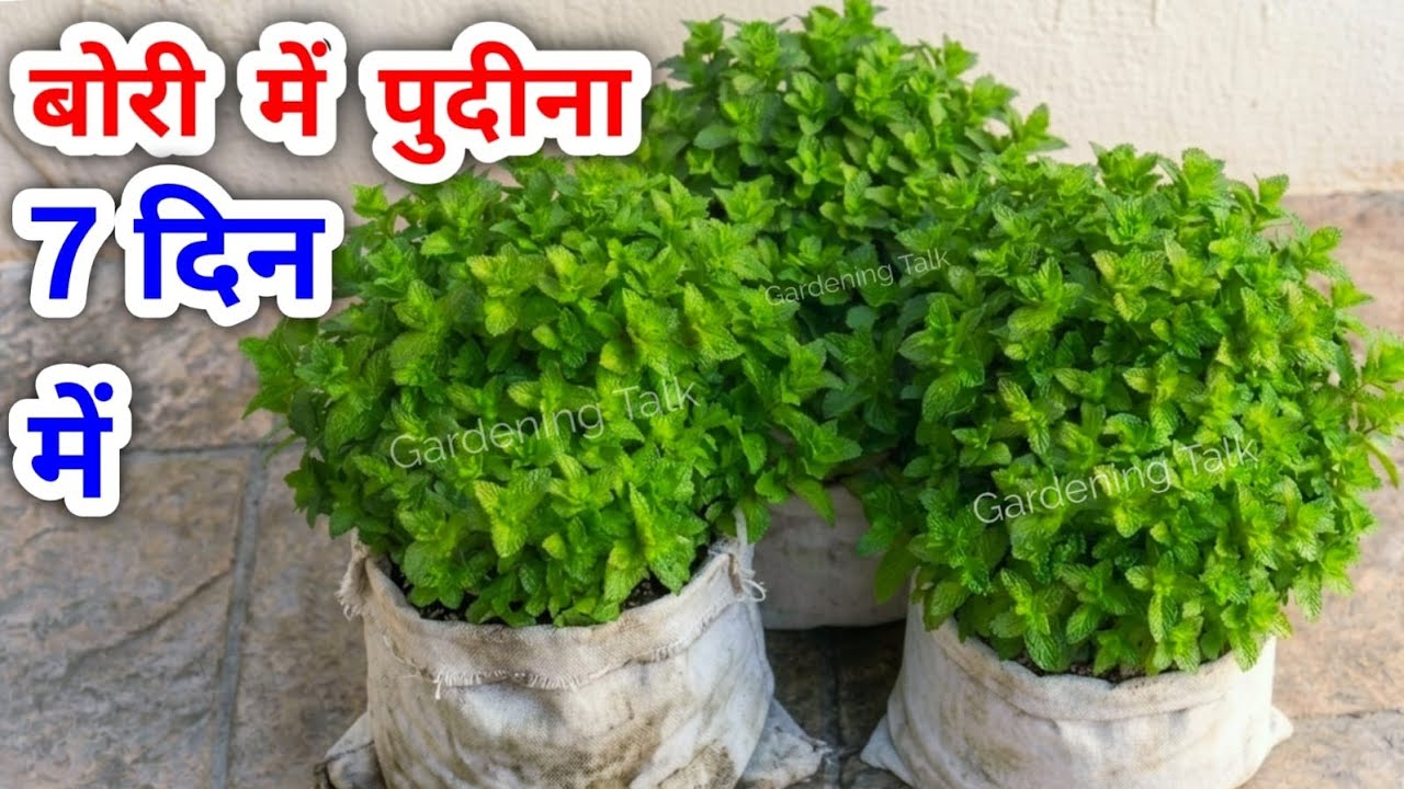 पुदीना 7 दिन में उगाने का तरीका | Pudina Ugaye | Grow Mint From Cutting / Pudina Kaise Ugaye #pudina