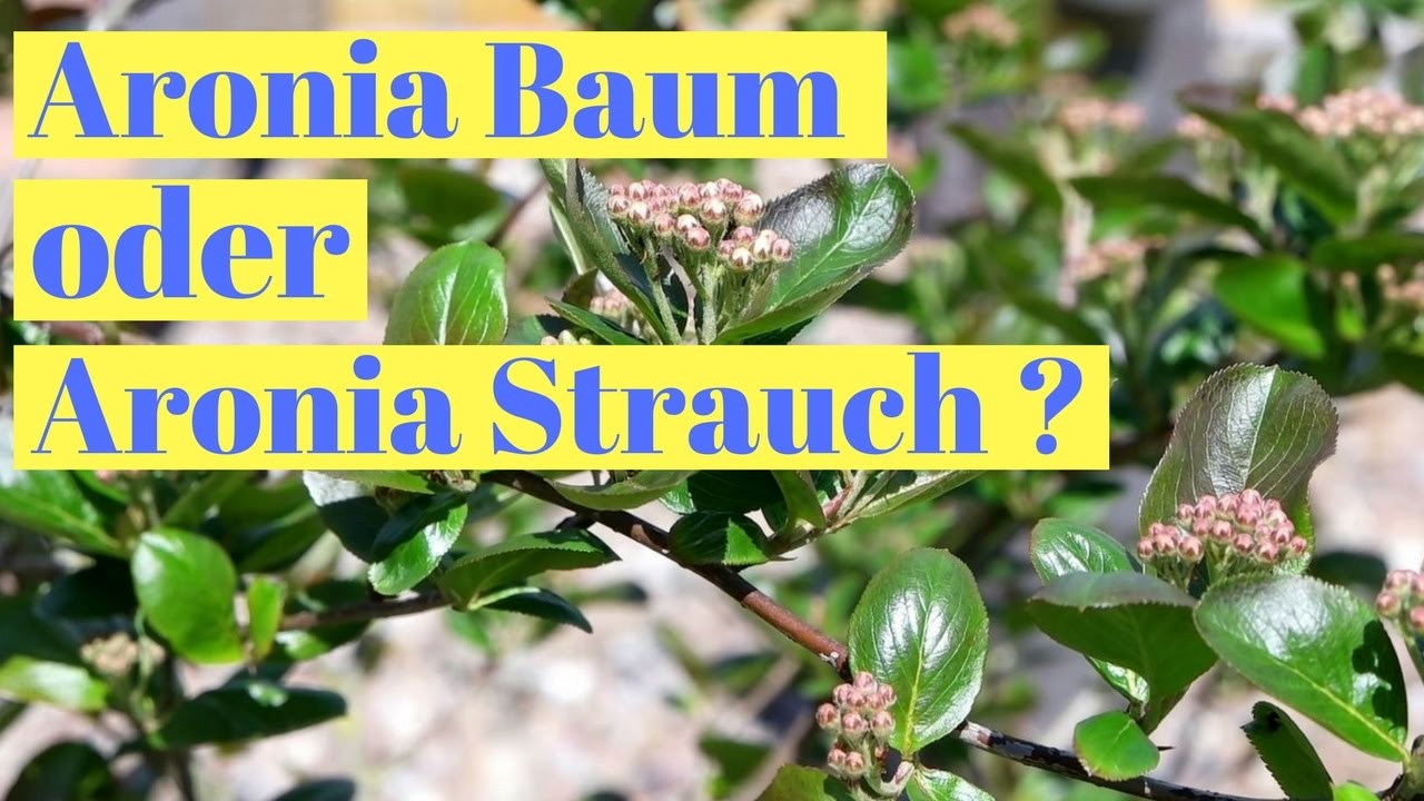 Aronia Baum oder Aronia Strauch hier der Vergleich