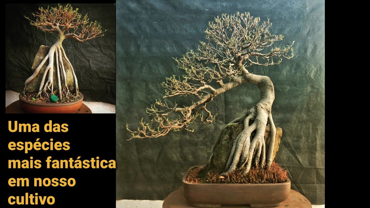 FICUS - Aula sobre a espécie