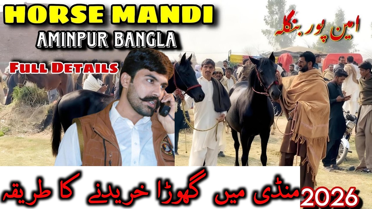 Horse Mandi aminpur Bangla 2026||Shoakkidunya|| میں منڈی امین پور بنگلہ میں گھوڑا خریدنے گیا